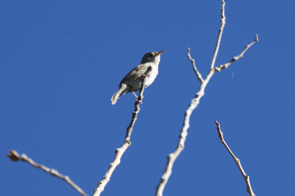 House Wren - ML620236055