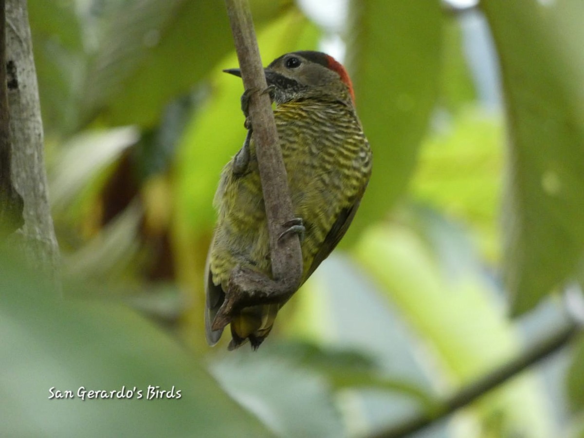 Golden-olive Woodpecker - ML620236069