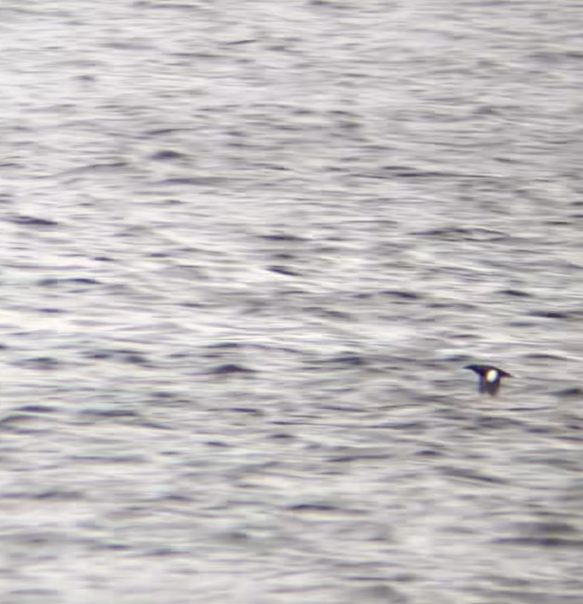 Black Guillemot - ML620236078