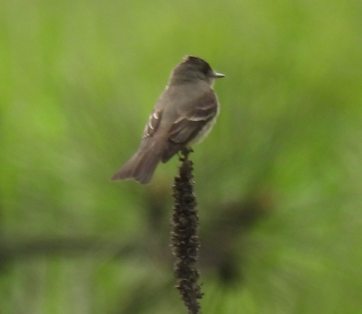 Western Wood-Pewee - Mike Coulson