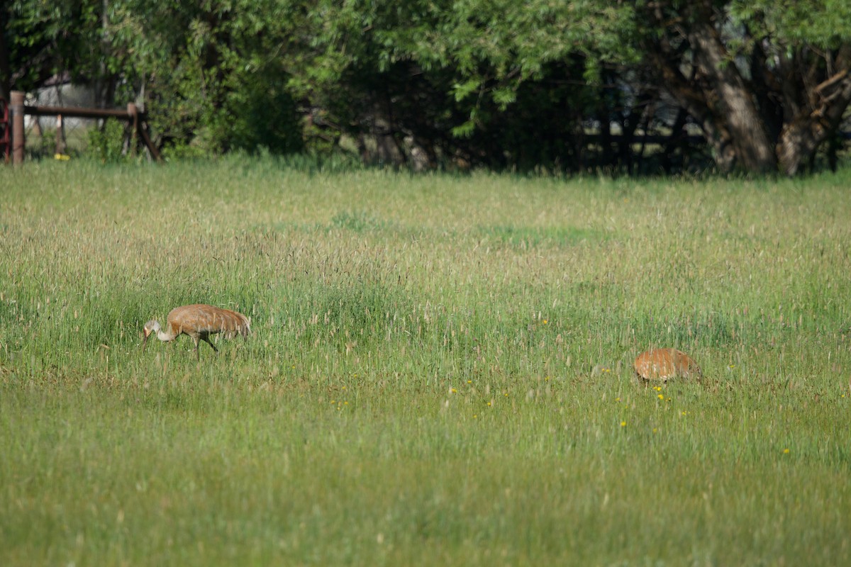 Sandhill Crane - ML620236082