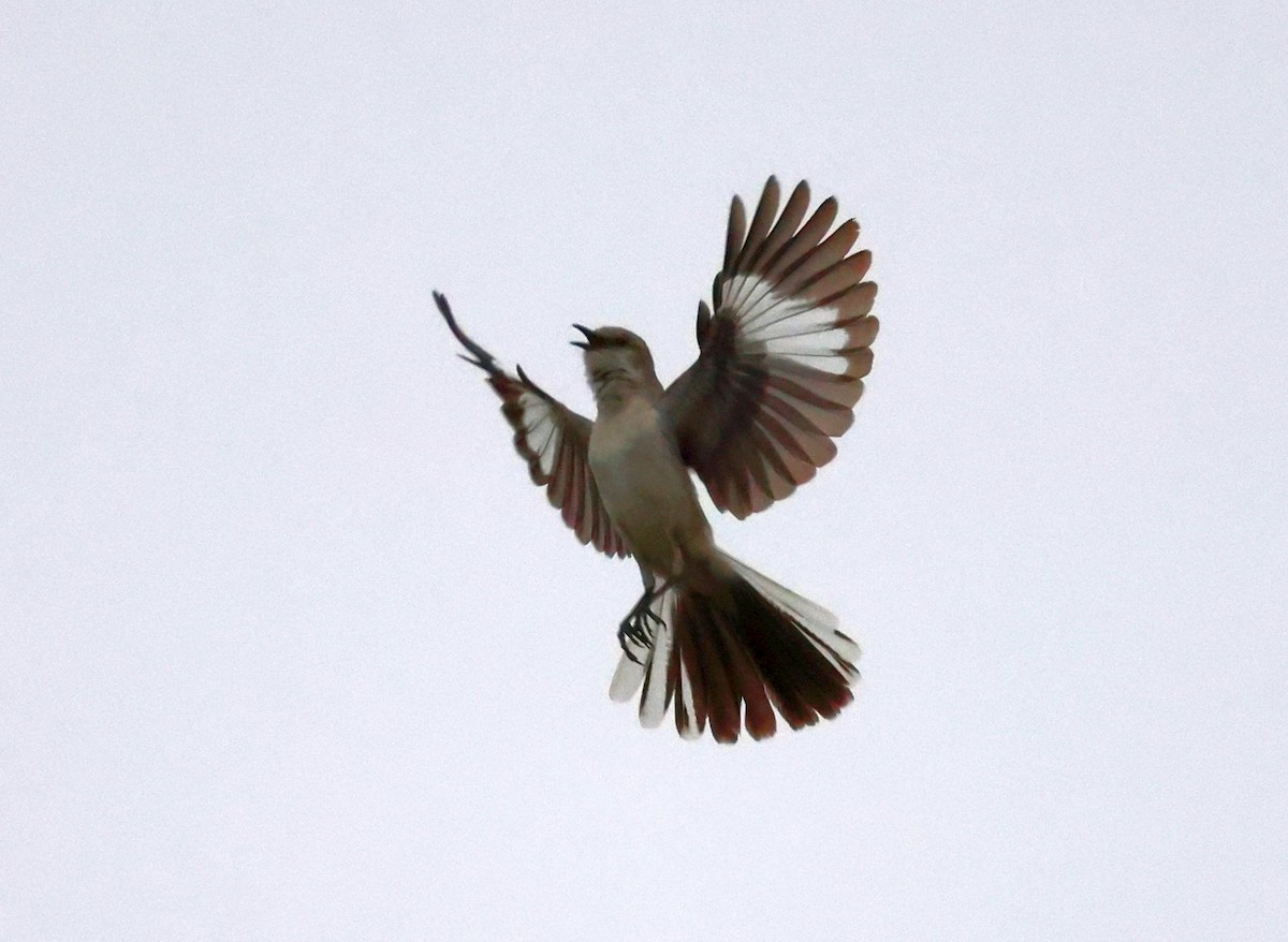 Northern Mockingbird - ML620236083