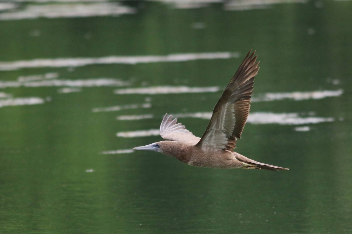 Brown Booby - ML620236097