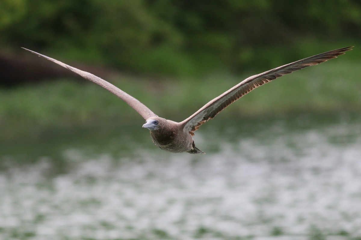 Brown Booby - ML620236098