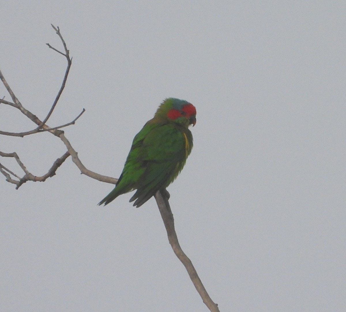 Musk Lorikeet - ML620236108