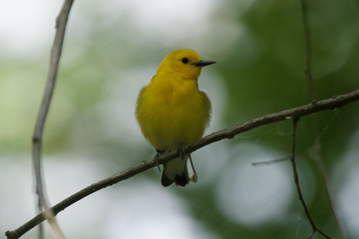 Prothonotary Warbler - ML620236111
