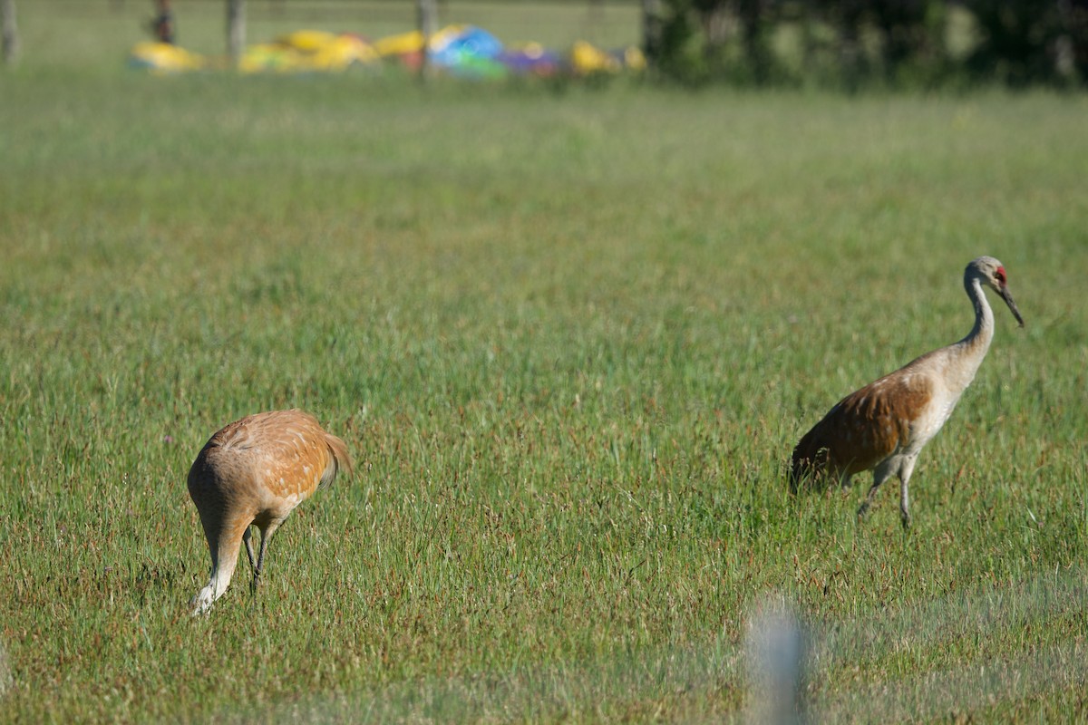 Sandhill Crane - ML620236114