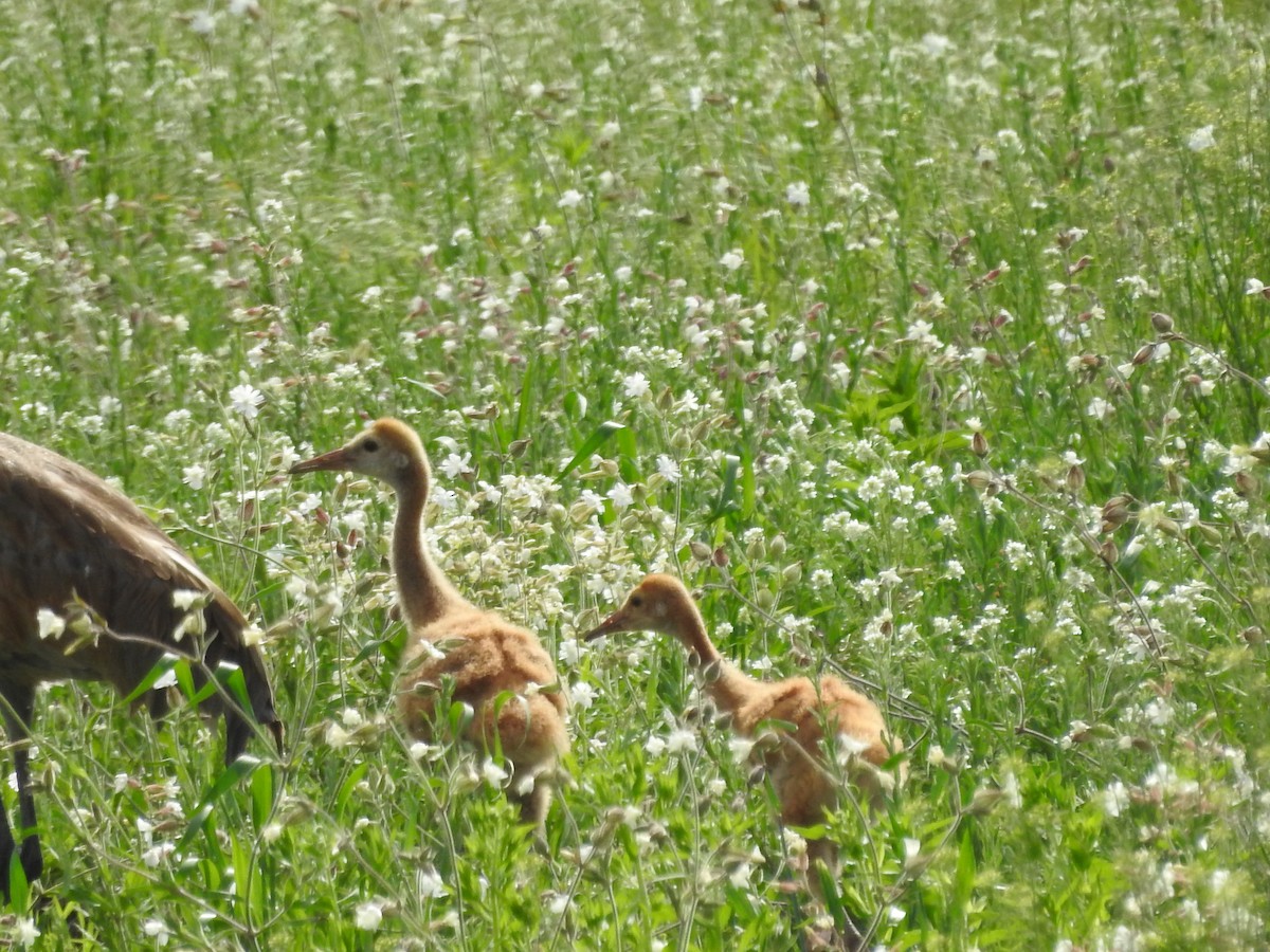 Sandhill Crane - ML620236115