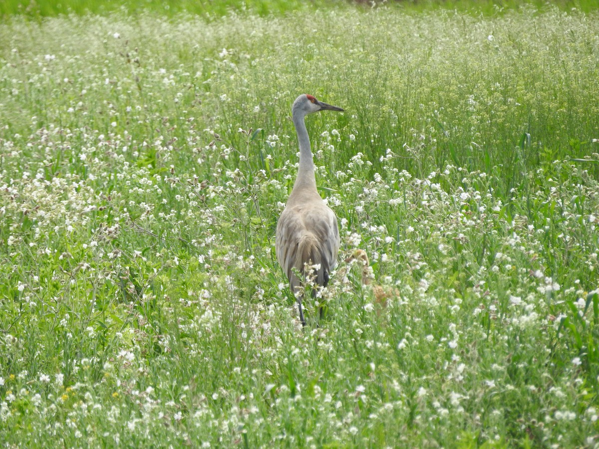 Sandhill Crane - ML620236117