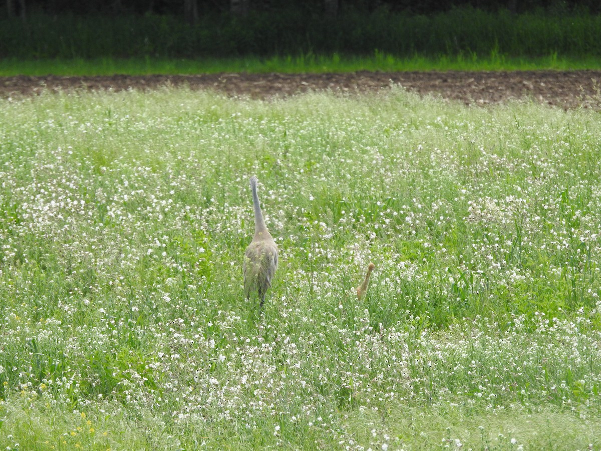 Sandhill Crane - ML620236118