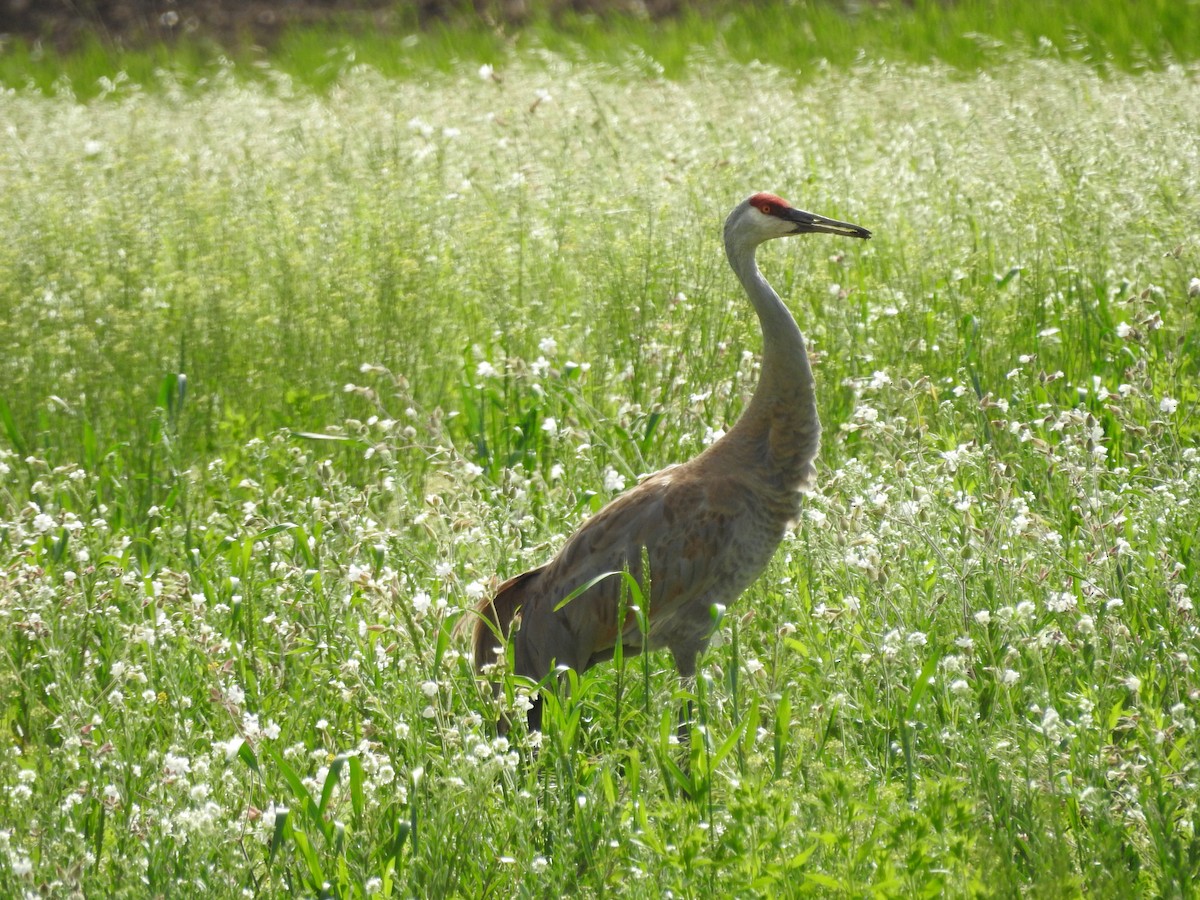 Sandhill Crane - ML620236120