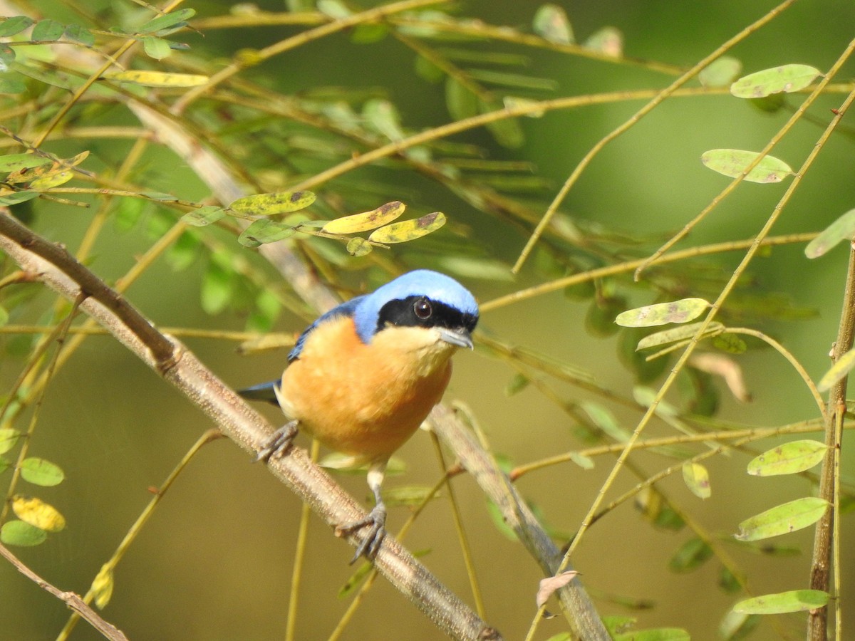 Fawn-breasted Tanager - ML620236126