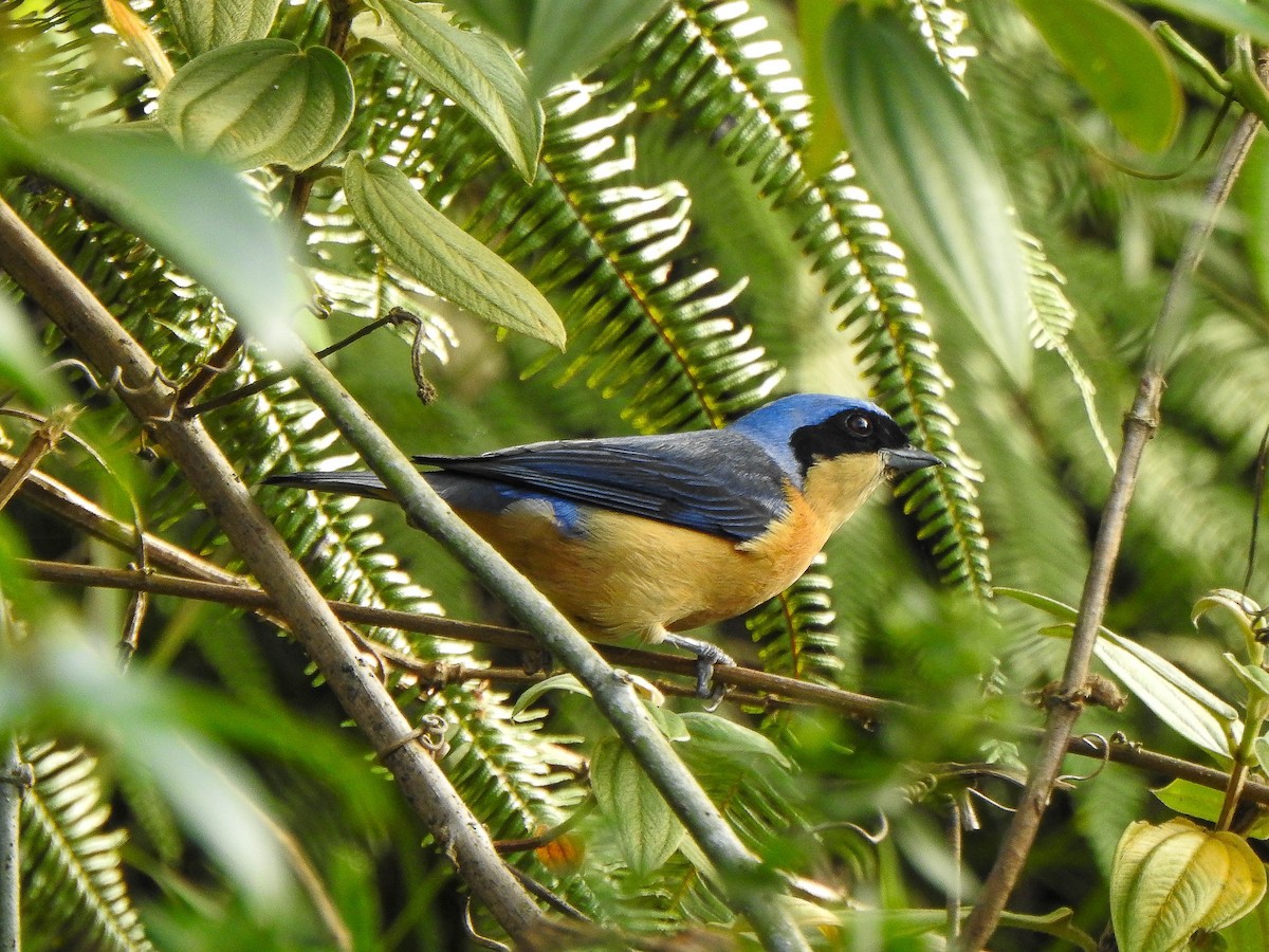 Fawn-breasted Tanager - ML620236129
