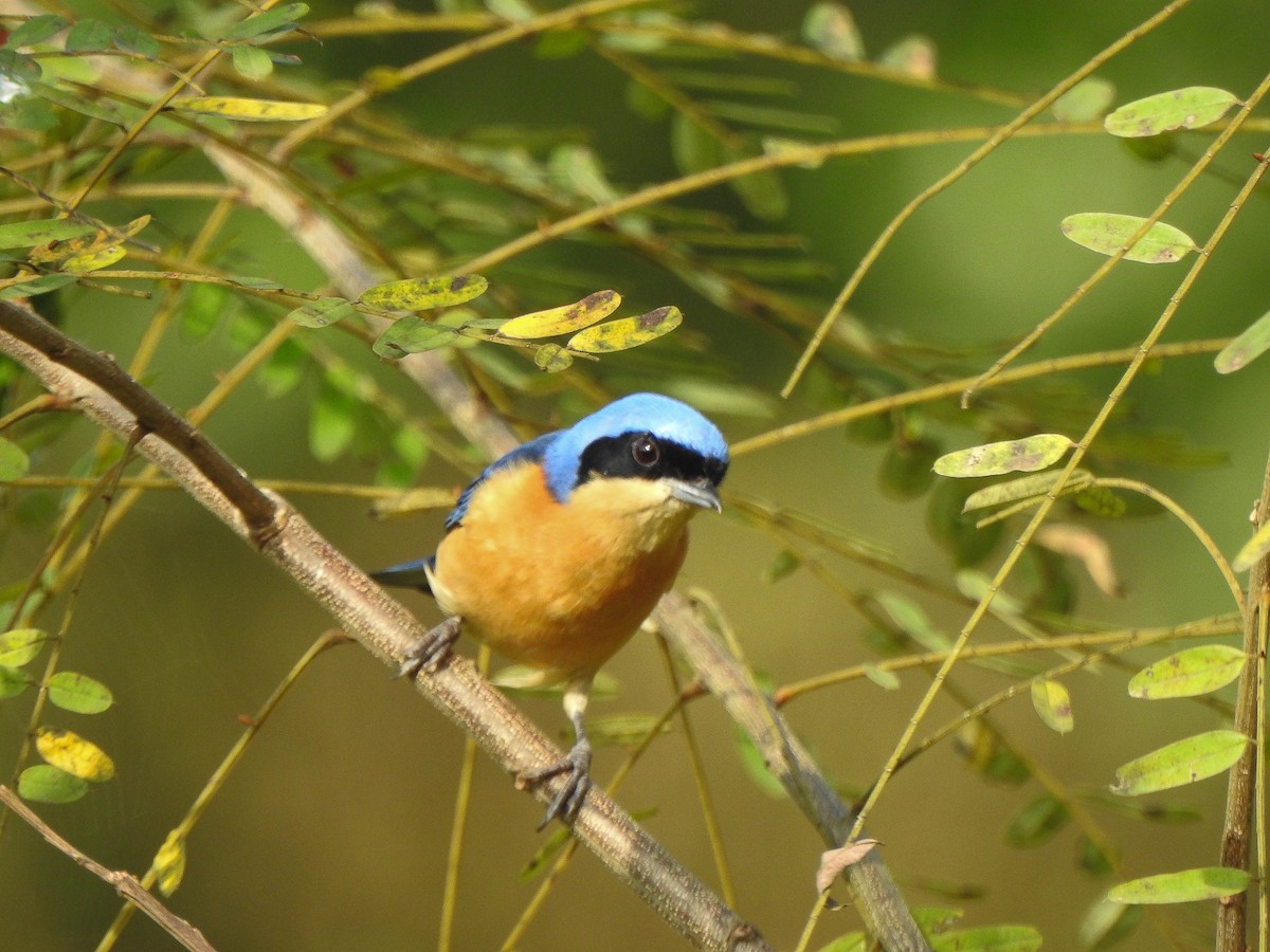 Fawn-breasted Tanager - ML620236130