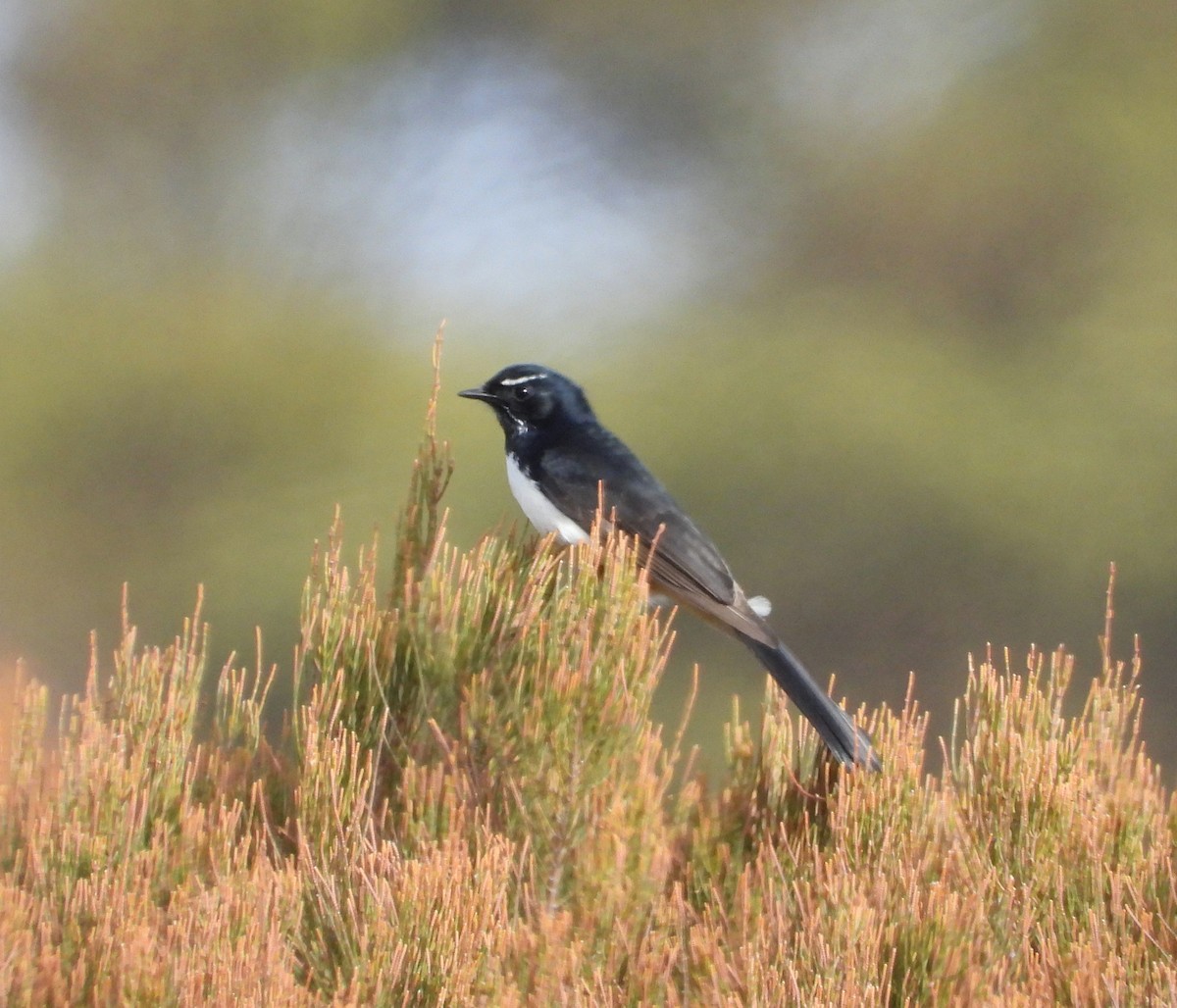 Willie-wagtail - ML620236132