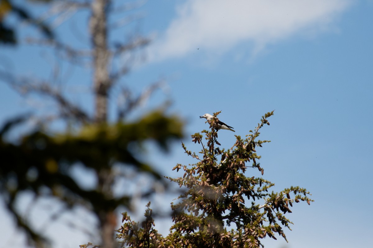 Clark's Nutcracker - ML620236134