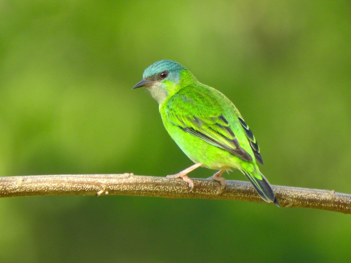 Blue Dacnis - ML620236137