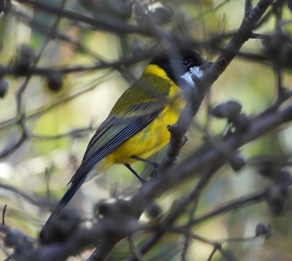 Golden Whistler (Western) - ML620236138