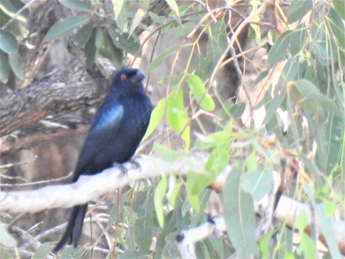 Spangled Drongo - ML620236141