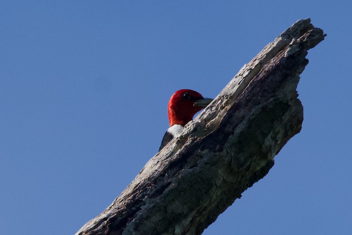 Red-headed Woodpecker - ML620236144