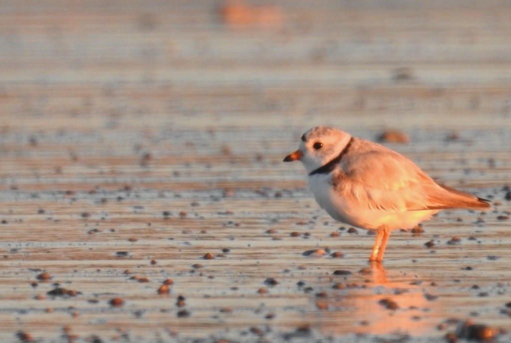 Piping Plover - ML620236148