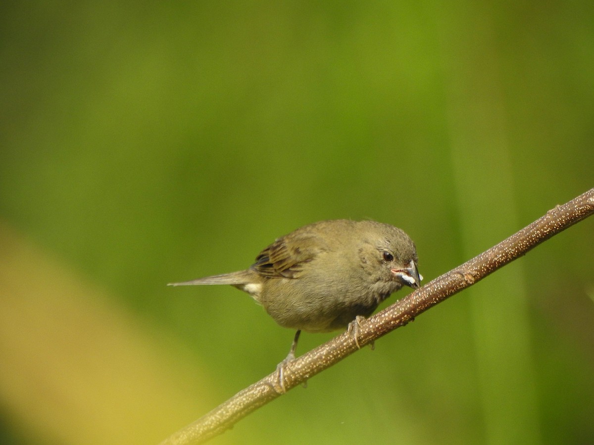 Sooty Grassquit - ML620236150