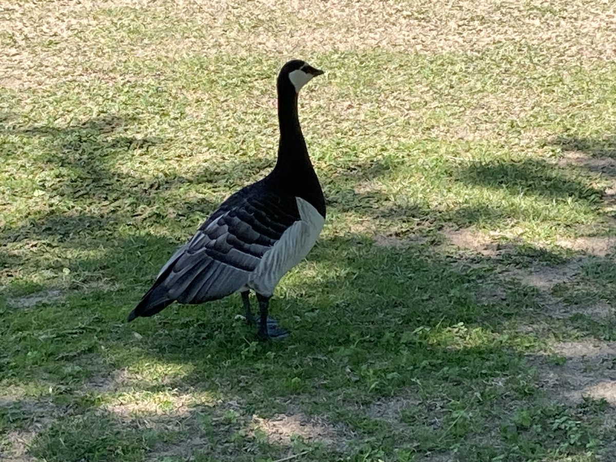 Barnacle Goose - ML620236162