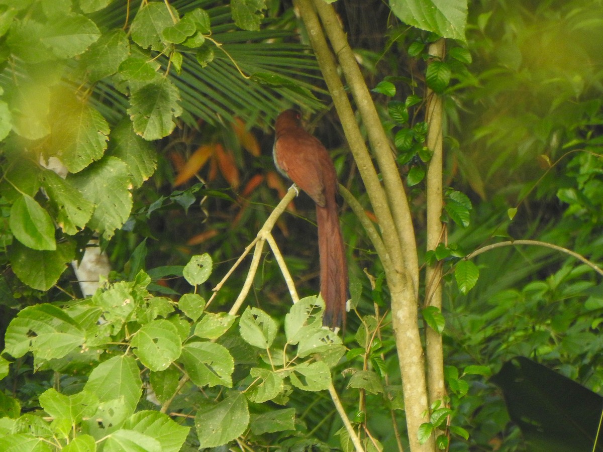 Squirrel Cuckoo - ML620236184