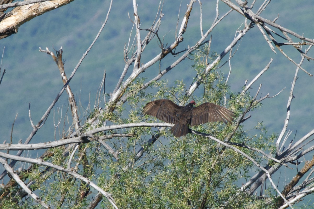 Turkey Vulture - ML620236190