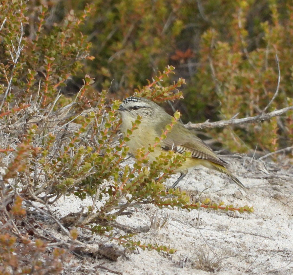 Yellow-rumped Thornbill - ML620236204