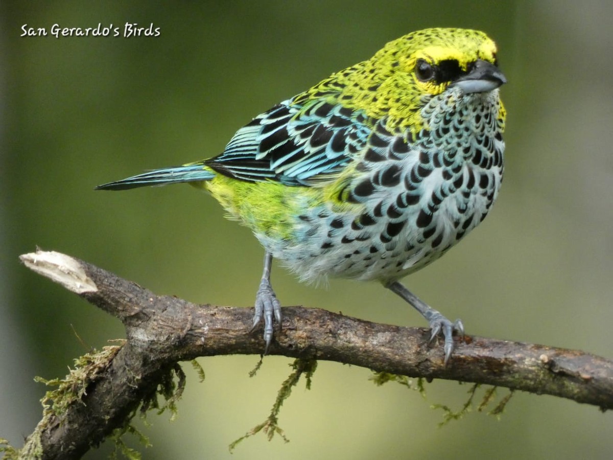 Speckled Tanager - ML620236213
