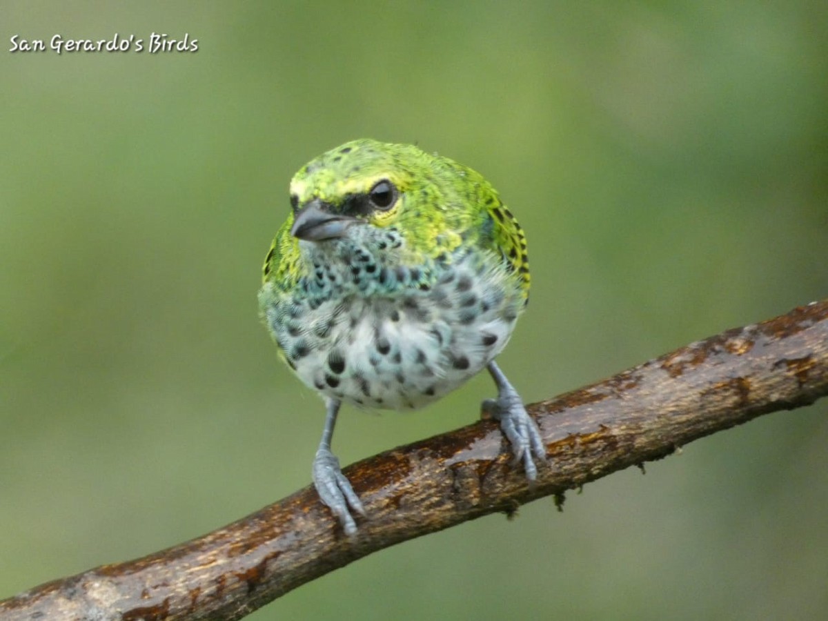 Speckled Tanager - ML620236214