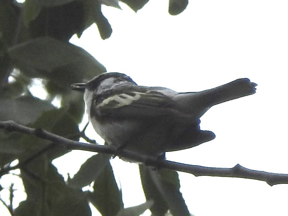 Chestnut-sided Warbler - ML620236218