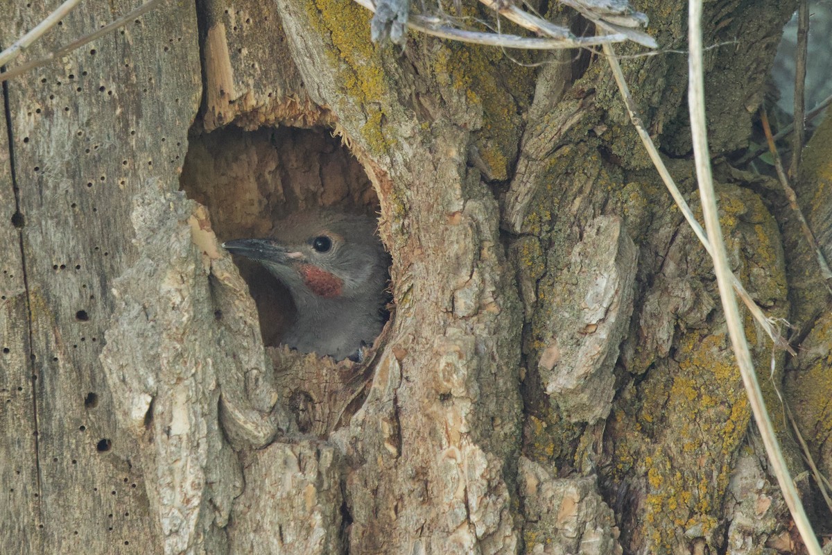 Northern Flicker (Red-shafted) - ML620236221