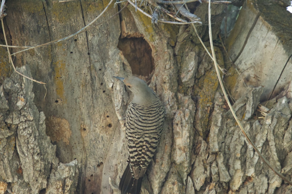 Northern Flicker (Red-shafted) - ML620236231