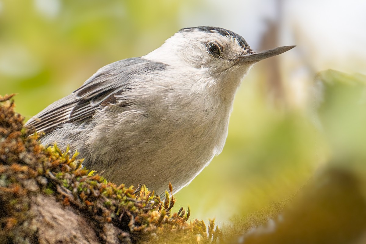 Weißbrustkleiber (aculeata/alexandrae) - ML620236238