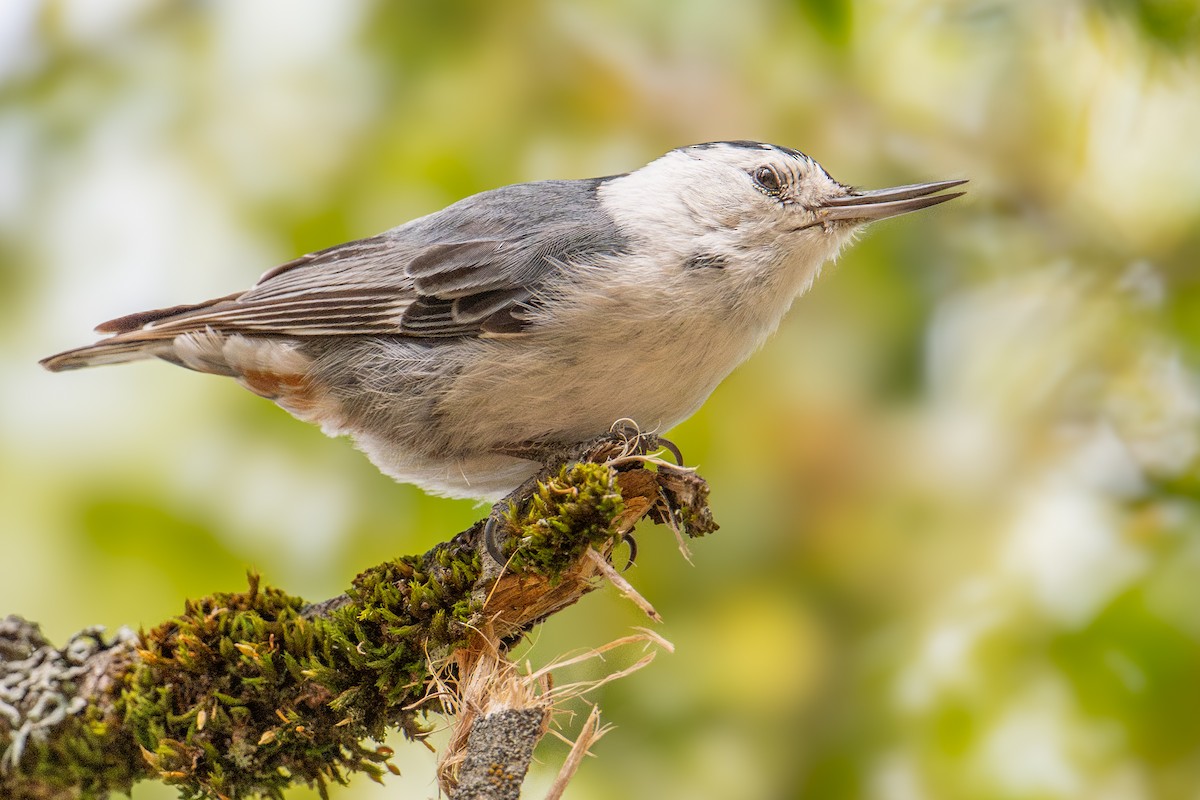 White-breasted Nuthatch (Pacific) - ML620236239