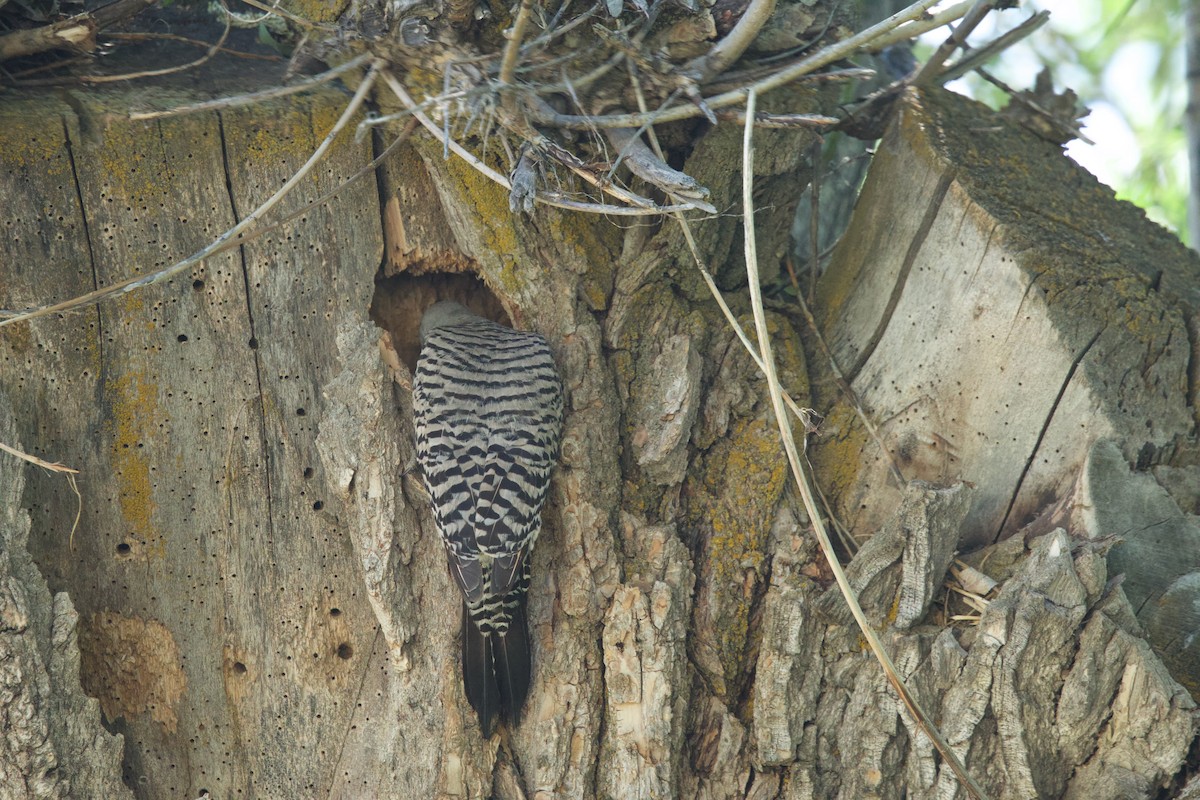 Northern Flicker (Red-shafted) - ML620236241