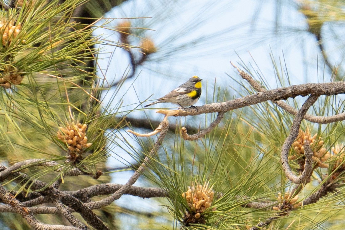 Yellow-rumped Warbler (Audubon's) - Karen Kreiger