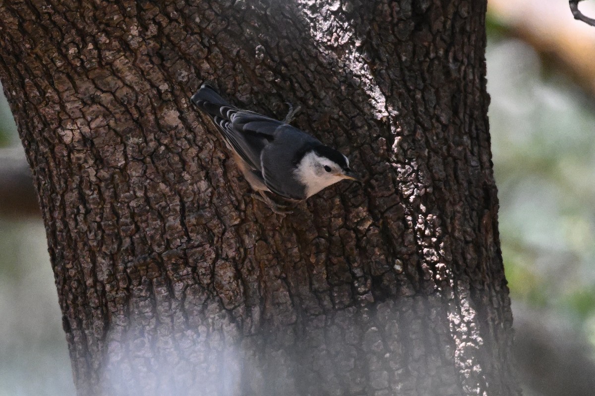 White-breasted Nuthatch - ML620236249