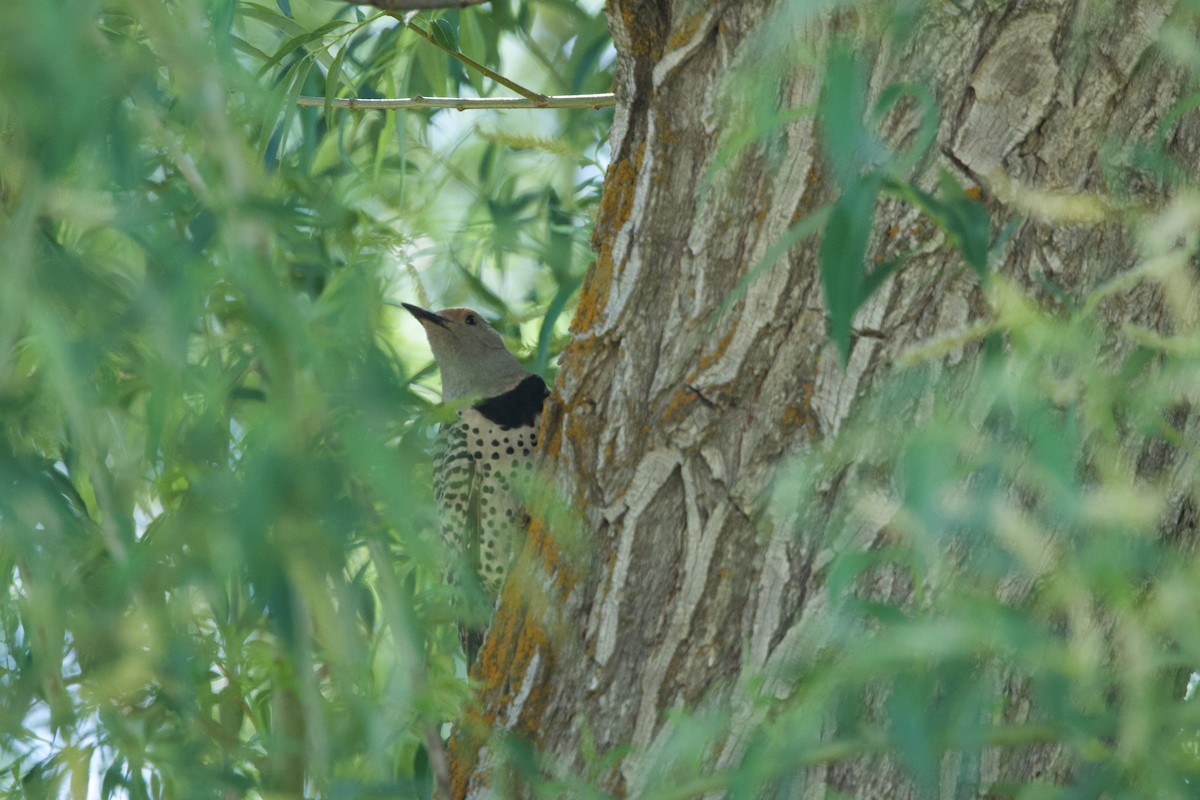 Northern Flicker (Red-shafted) - ML620236258