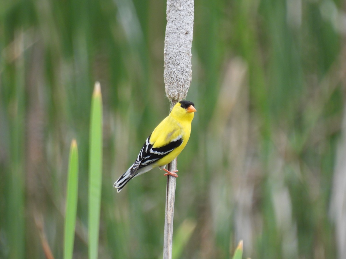 American Goldfinch - ML620236266