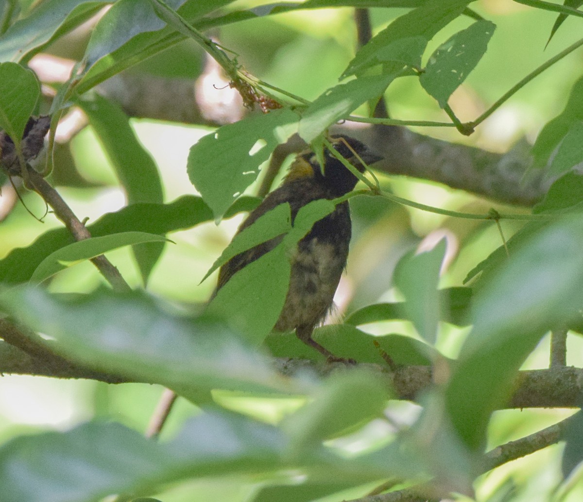 White-eared Ground-Sparrow - ML620236270