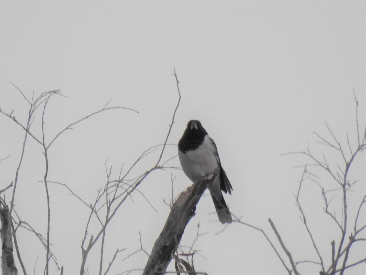 Pied Butcherbird - ML620236278