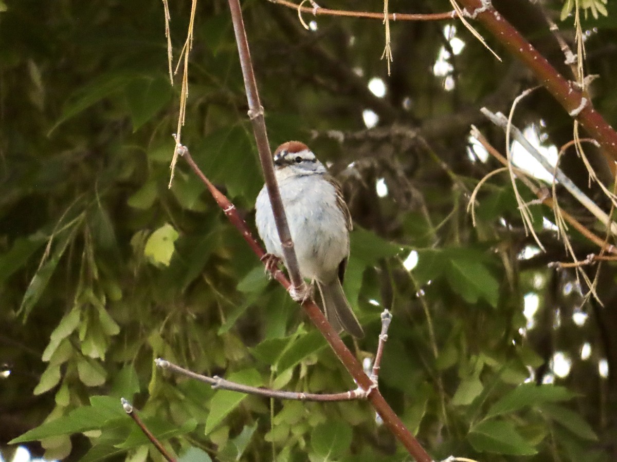 Chipping Sparrow - ML620236279