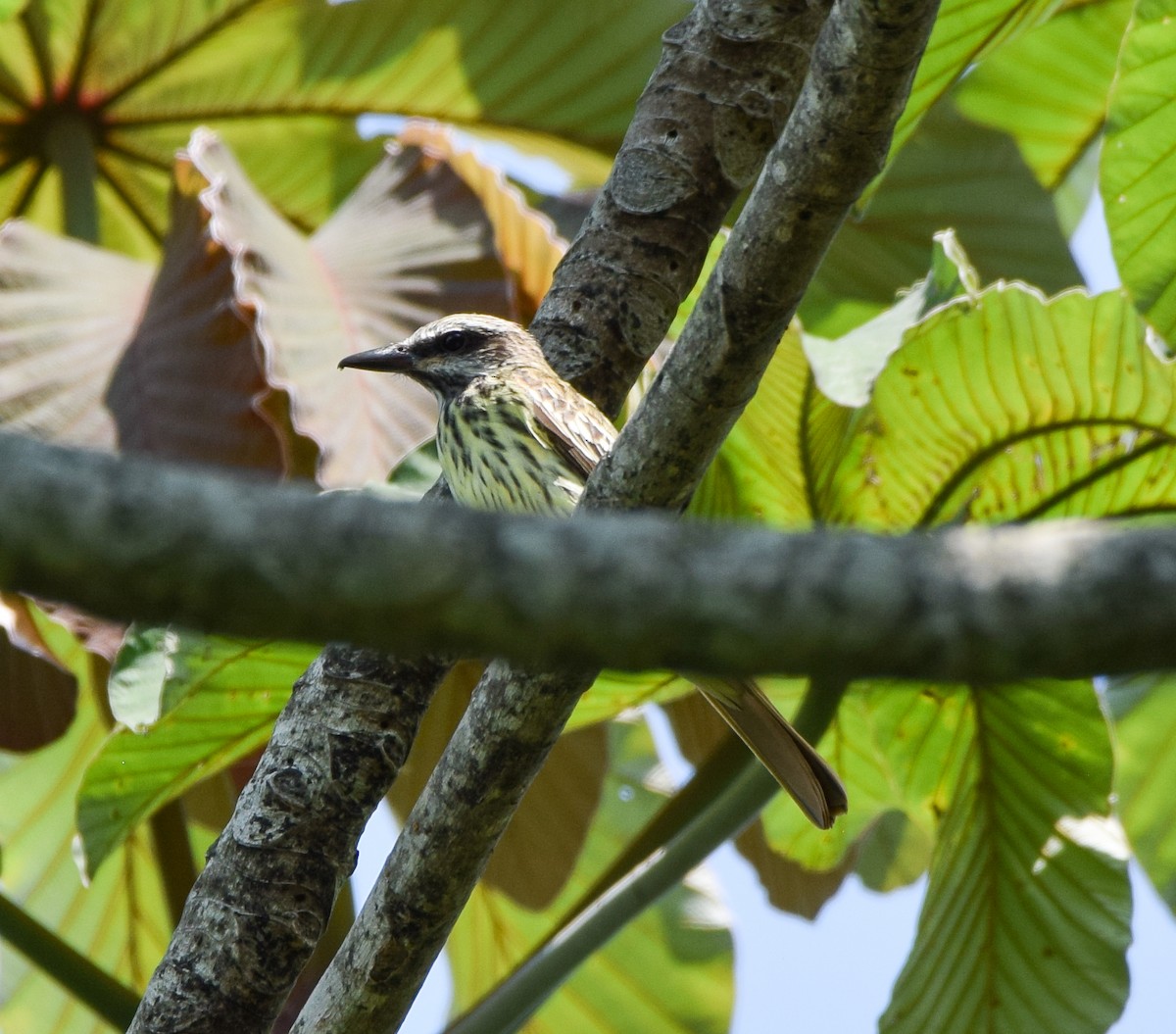 Sulphur-bellied Flycatcher - ML620236287