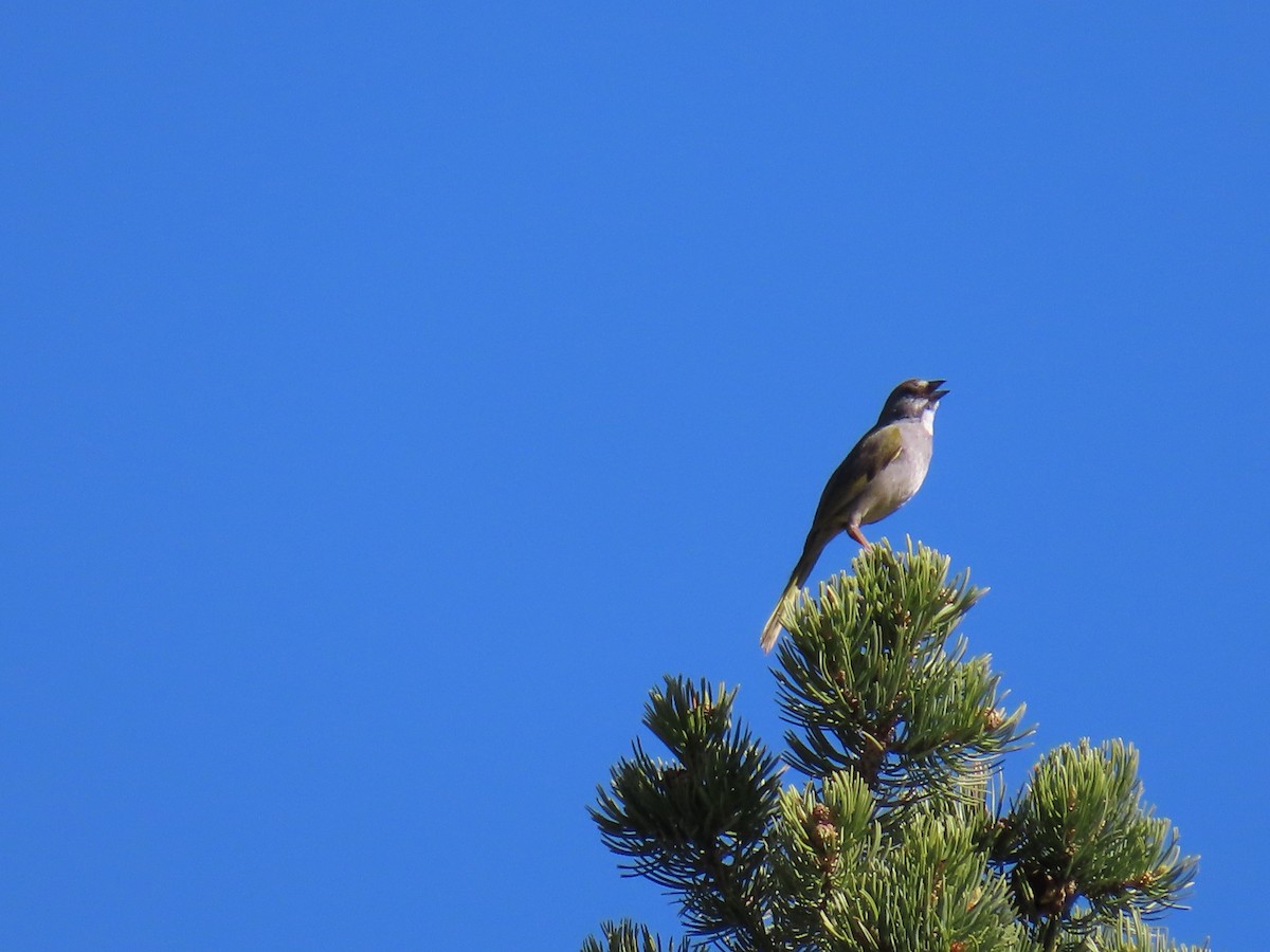 Green-tailed Towhee - ML620236301