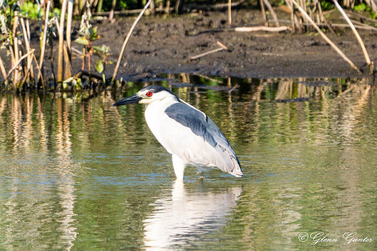 Black-crowned Night Heron - ML620236305