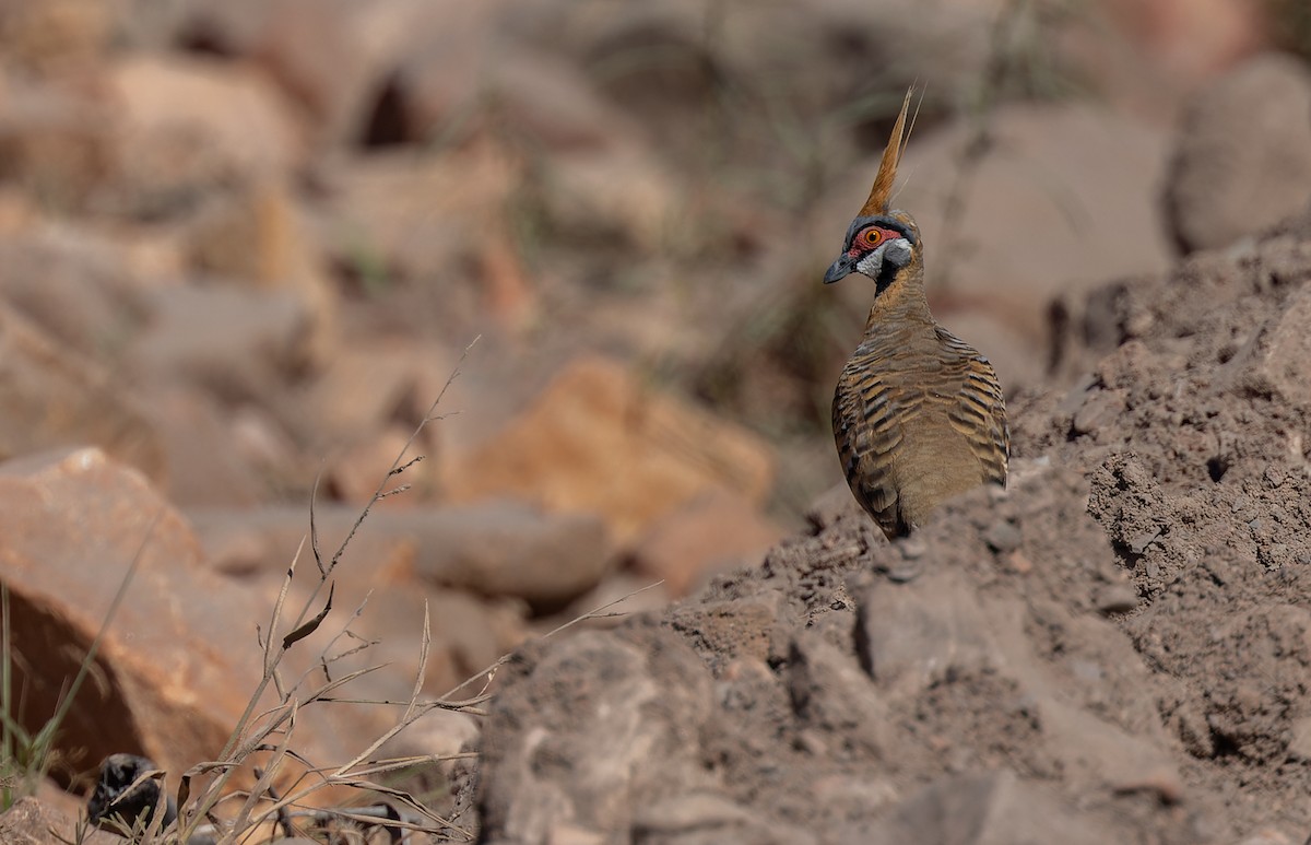 Spinifex Pigeon - ML620236320