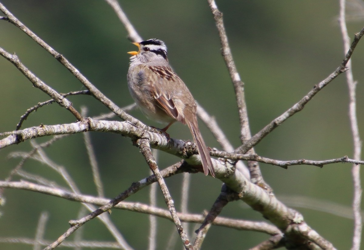 White-crowned Sparrow (pugetensis) - ML620236345